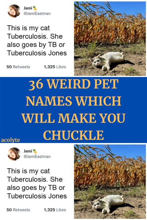 36 weird pet names which will make you chuckle – Artofit