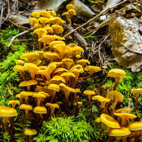 Fungi Forest Photograph by Marc Novell - Pixels