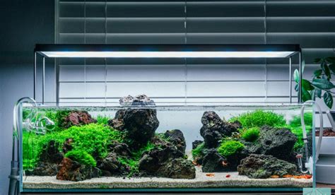 coinhaberi.net | Aquascape, Aquarium landscape, Aquascape design