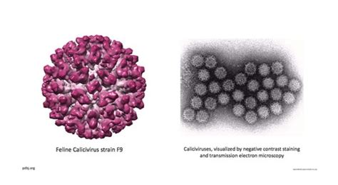 Family: Caliciviridae & Family: Birnaviridae Flashcards | Quizlet