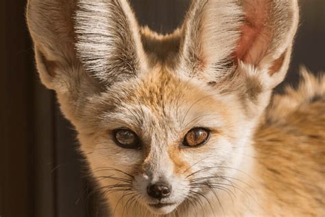 Fennec Fox Facts - CRITTERFACTS