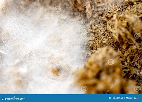 Macro, Mycelium and Fungal Spores on Growth Medium, Early Stage of ...