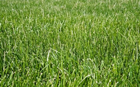 Fescue Grass for Lawns [The Ultimate Guide] | Lawn Chick