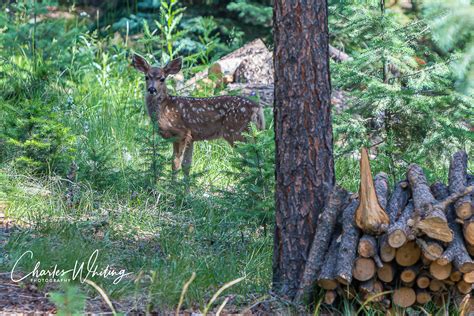 Mule Deer Fawn | Evergreen, Colorado | Charles Whiting Photography