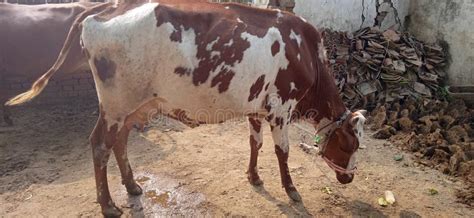 Hf cow stock image. Image of 25litr, indian, cowis - 168528837