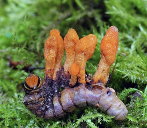 Ultimate Guide To Cordyceps Mushrooms - World Mushroom Society