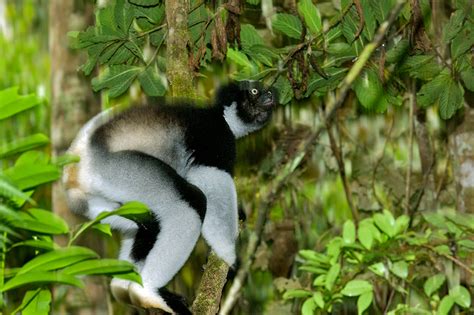 Indri Indri Ready for Take Off | Sean Crane Photography