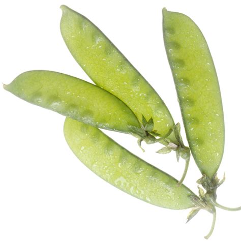 File:NCI snow peas.jpg - Wikipedia