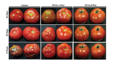 The Health Effects of GMO Foods - ABC News