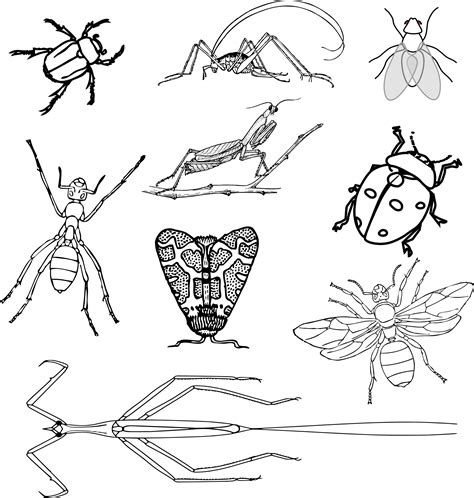 Black and white insects clipart free image download