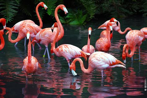 Flamingos - Spirit Animal Totems