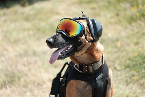 Belgian Malinois Military