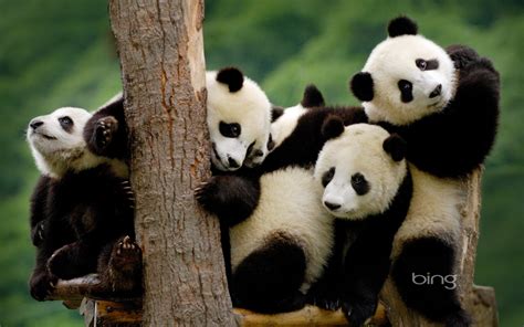 250+ Panda HD Wallpapers | Background Images