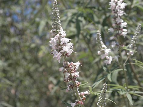 Vitex agnus-castus L. | Plants of the World Online | Kew Science