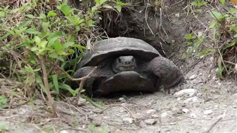 Gopher Tortoise Burrow - YouTube