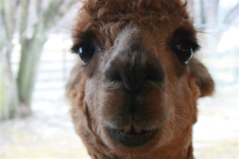 Alpaca Adoption – Dread Pirate Alice