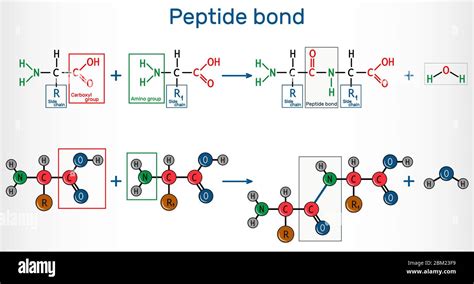 Peptide bond. Formation of amide bonds from two amino acids as a result ...