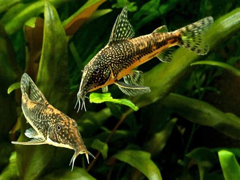 Cory Catfish Size: How Big Do Corydoras get? (+ Table) | Keeping Catfish