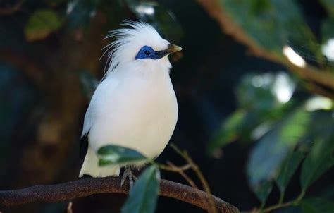 Cara Melestarikan Burung Jalak Bali - Jenis.net