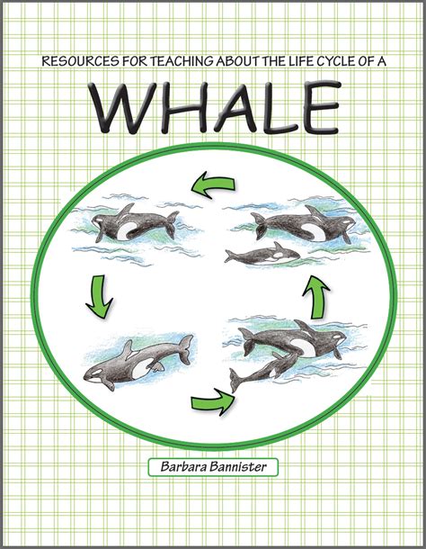 Whale Life Cycle - Simply Science