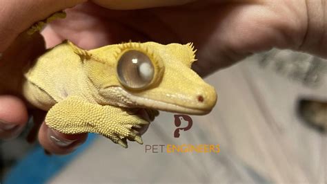 Crested Gecko Cloudy Eye: Causes, Treatment and Prevention | Pet Engineers