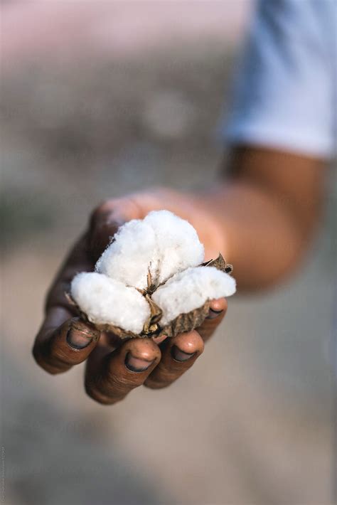 "Cotton Fiber" by Stocksy Contributor "Chalit Saphaphak" - Stocksy