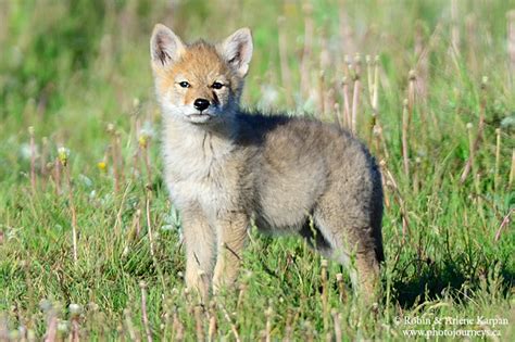 Predator Pups - Photographing Playful Coyotes - Photo Journeys