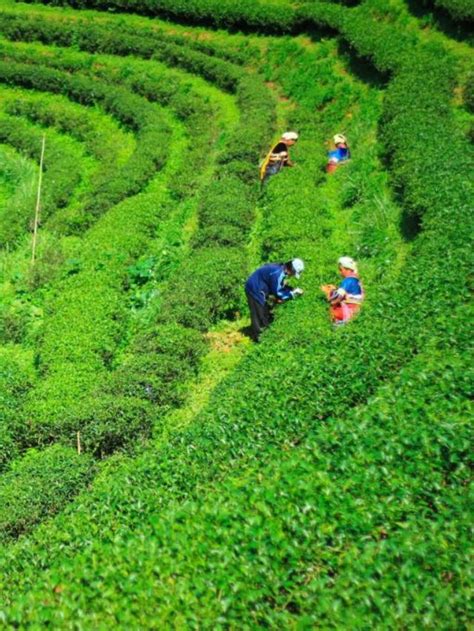 7 Best Assam Tea Plantations To Explore | One In The Orange Jacket