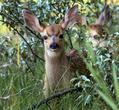 Mule Deer Fawn | Animals beautiful, Mule deer, Animals