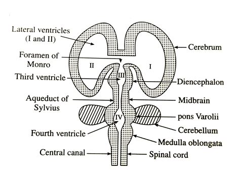 Ventricles Brain