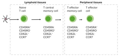 Gamma Delta T Cell Markers