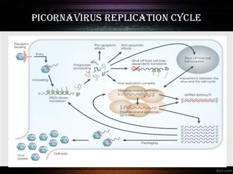 Picornavirus