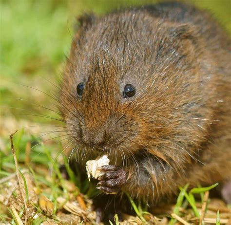 Vole vs Gopher: What are the Differences? - IMP WORLD