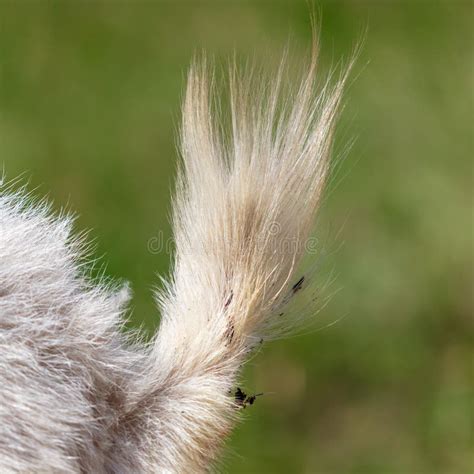 Tail of a White Goat in Nature Stock Image - Image of cutout, cute ...