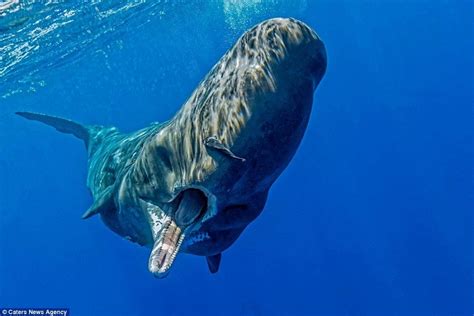 Interesting facts about sperm whales | Just Fun Facts