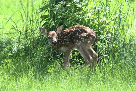 Newborn Fawn Deer Standing in Grass Stock Photo - Image of white, fawn ...