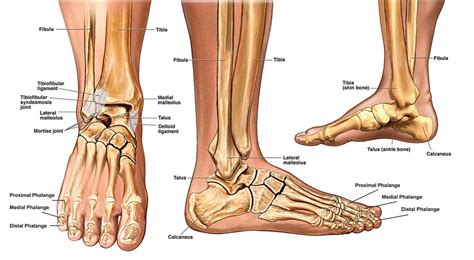 The Heels Down Conundrum | Ankle anatomy, Foot anatomy, Anatomy bones