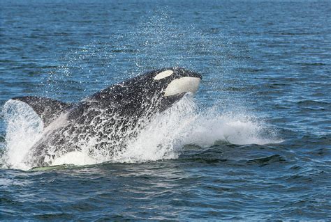 USA, Alaska Orca Whale Breaching Credit Photograph by Jaynes Gallery ...