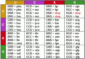 Mrna Codon Chart | amulette