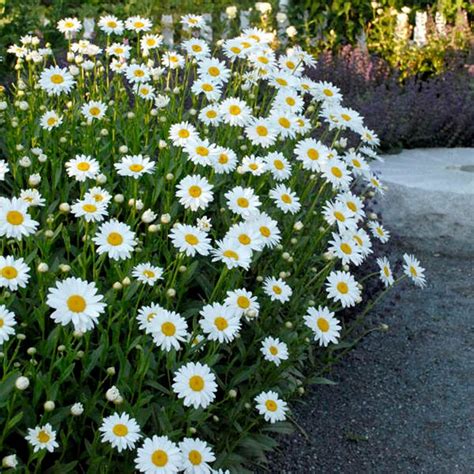 Shasta Daisy – Growing and Caring for Shasta Daisy Flowers | Garden Design