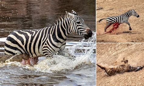 Zebra during and after an attack by a crocodile : r/natureismetal