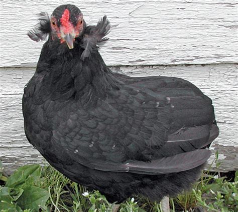 13 Famous Chickens Breeds That Lay Colored Eggs – The Poultry Guide