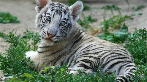 White Tiger Baby Photo