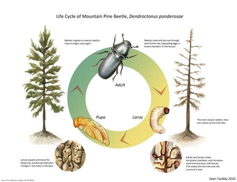 Life Cycle of a Beetle | Life Cycle of Mountain Pine Beetle; Ink ...