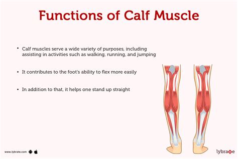 Muscle Diagram Calves