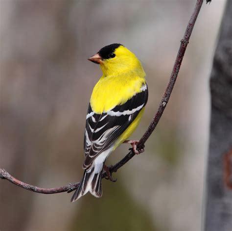 Discover the Vibrant Habitats of the Americas' Delightful Yellow Birds ...