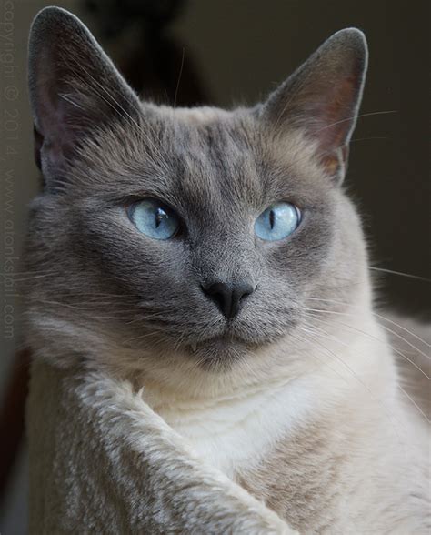 Did You Know Siamese Cats' Eyes Explain Why the Sky Is Blue? - Catster