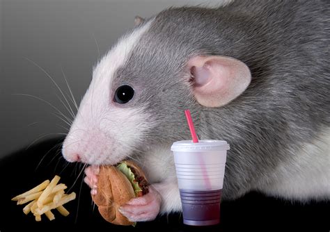 Fondos de Pantalla Roedores Ratones Hamburguesa Papas fritas Comida ...