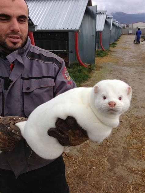 In awe at the size of this ferret. : r/AbsoluteUnits