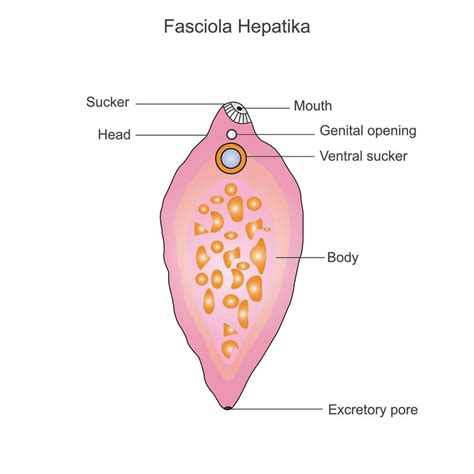 fasciola hepática. estructura de hígado fluke.parasitario trematodo ...